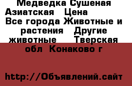 Медведка Сушеная Азиатская › Цена ­ 1 400 - Все города Животные и растения » Другие животные   . Тверская обл.,Конаково г.